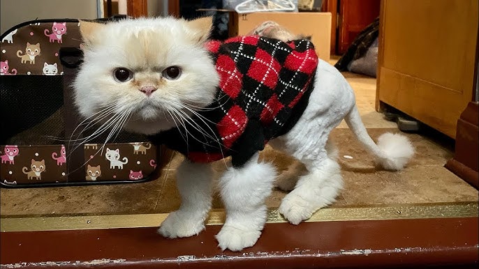 The Stewart Cats episode 6: Louis Vuitton got a Haircut, but he still don't  want to wear a sweater! 