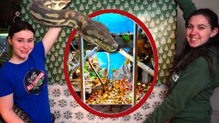 Famous The COOLEST Enclosure I've Got?? New Carpet Python's New Home!! Net Worth