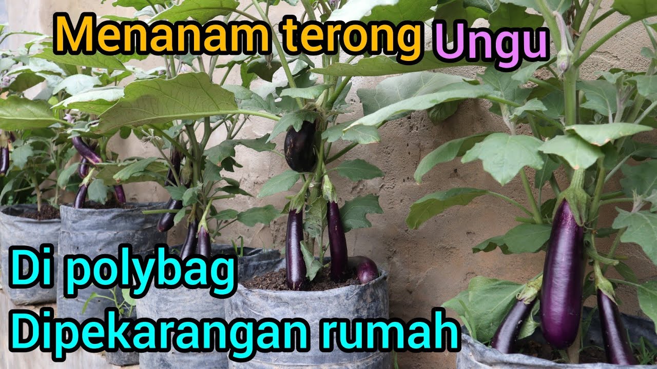 Cara menanam terong ungu di polybag di pekarangan rumah 