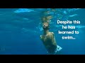 Nick Vujicic  swimming