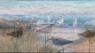 LowTide - Hal Goldstein