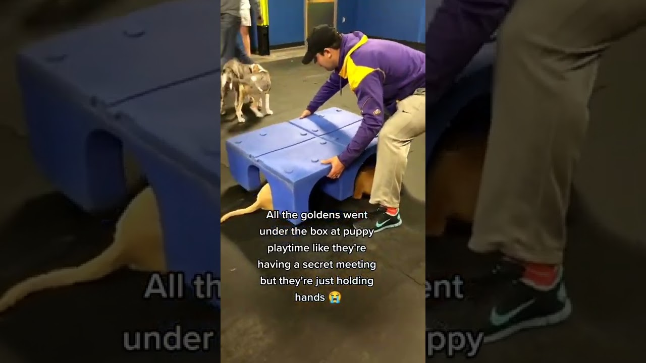 When Puppies Have A Secret Meeting 