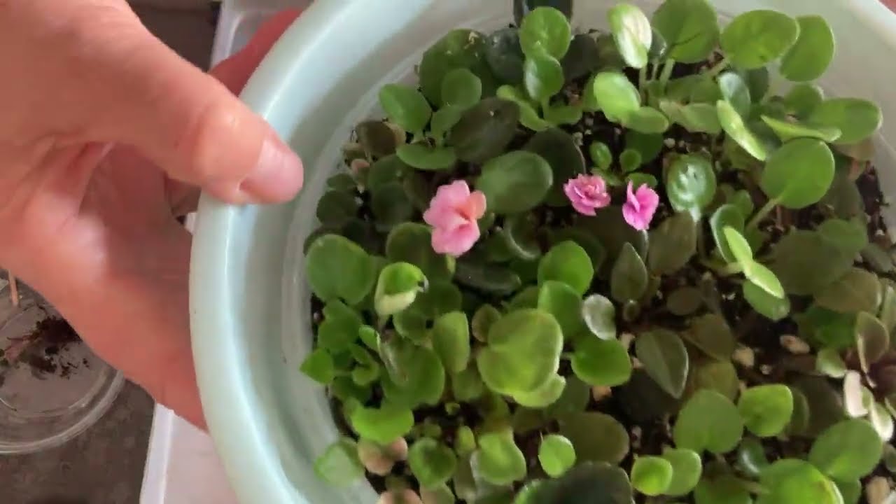 469.Menekşe Üretmek Harika Bir Şey, Çikolata Kabında Yetiştirmek, Serada Yetiştirmek Hepsi Harika.