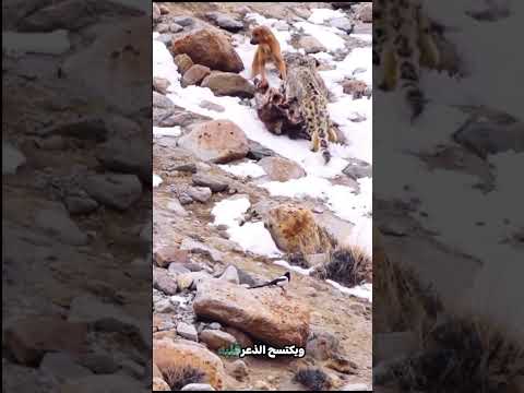 نمر الثلج والكلب المسكين