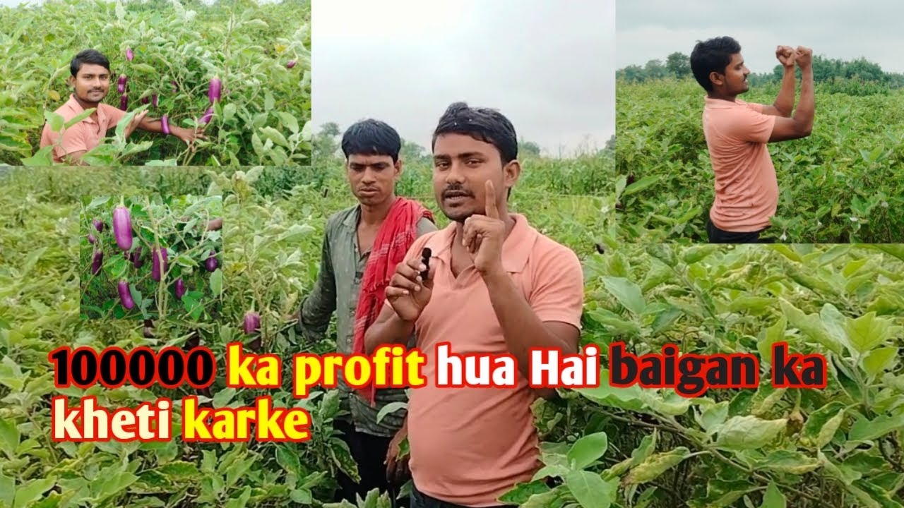 100000 ka profit hua hai baigan ke kheti karke || baigan ke kheti kaise kare 🍆🍆🍆