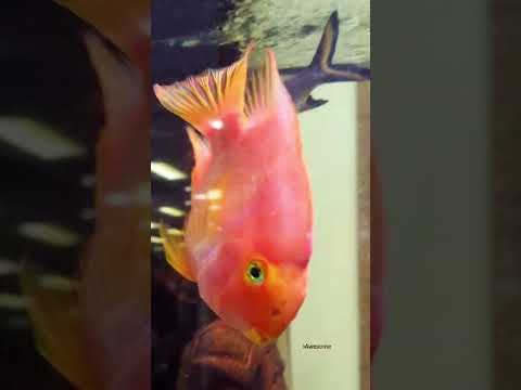 Huge pink fish