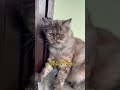 💙💛❤️…!! // @NirvairParii// #cat #viral #shorts #catentertainment #catmusic #cute #music