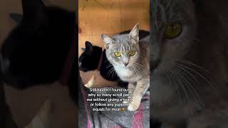#Help #ukreels #fypageシ #ukreel #savecats #linkinbio #help#londan #ukcat
