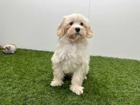 Video van Maltipoo Male Cream - PUP-ID 014729405 | Dierenhof Debrabandere