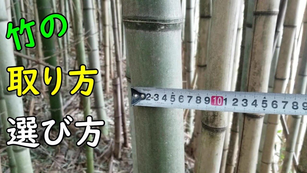【竹の取り方】竹を選んで取ってきて竹ヒゴにするまで【竹細工】
