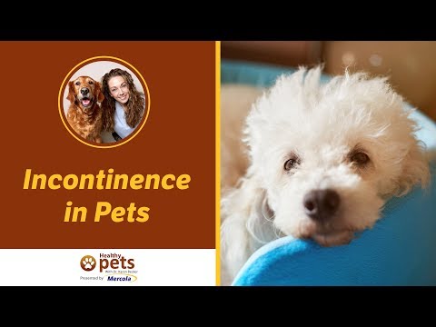 dr.-karen-becker-discusses-incontinence-in-pets