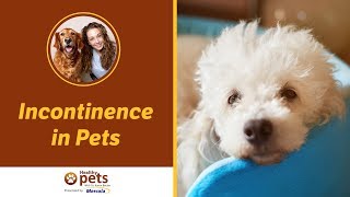 Dr. Karen Becker Discusses Incontinence in Pets