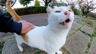 茶シロ猫が人間をベンチに案内してゴロンゴロンとくつろぎはじめた