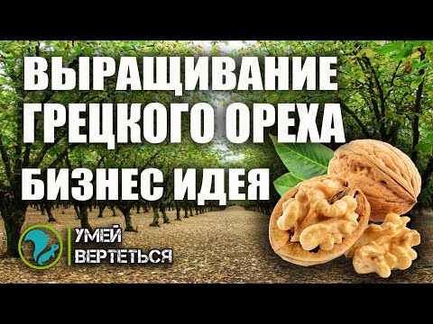 Выращивание грецкого ореха. Бизнес идея