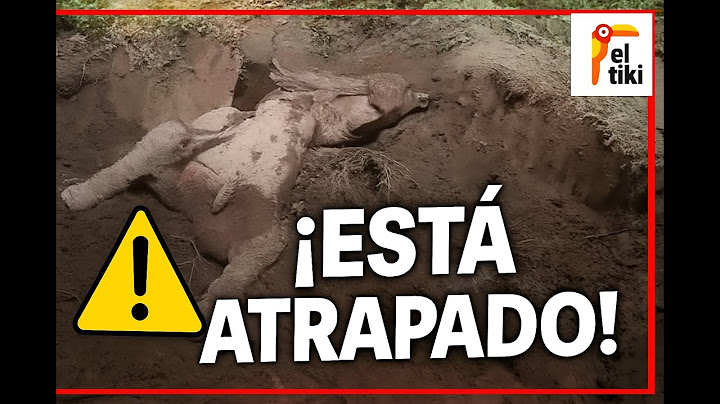 Bebé elefante queda atrapado en el lodo y lo que sucede después te sorprenderá