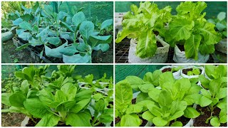 how to grow vegetable in home garden||vegetable growing