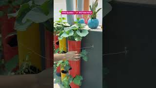 1 Month Growth in Vertical Vegetable Garden Setup and Services by Veg Roof 3