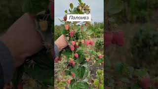 Ремонтантная малина Полонез #ягода#малина