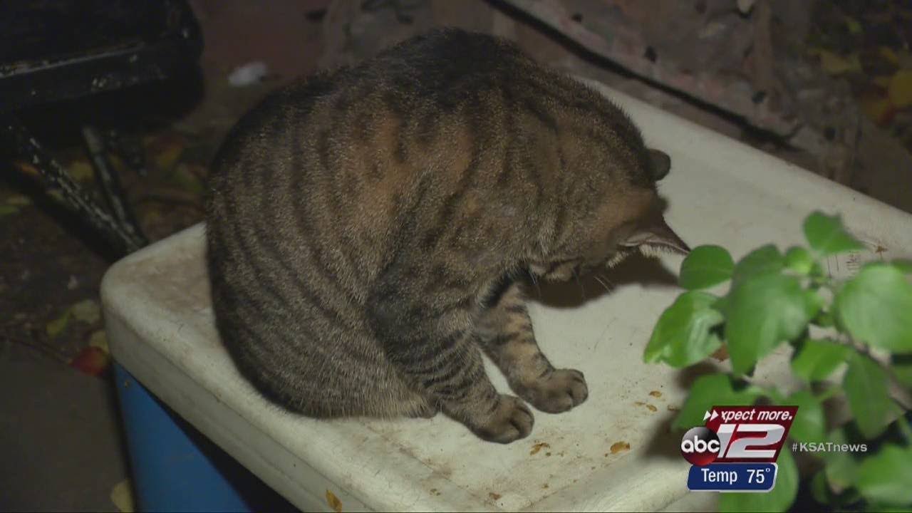 Southside woman 'heartbroken' after more than 100 animals seized - YouTube