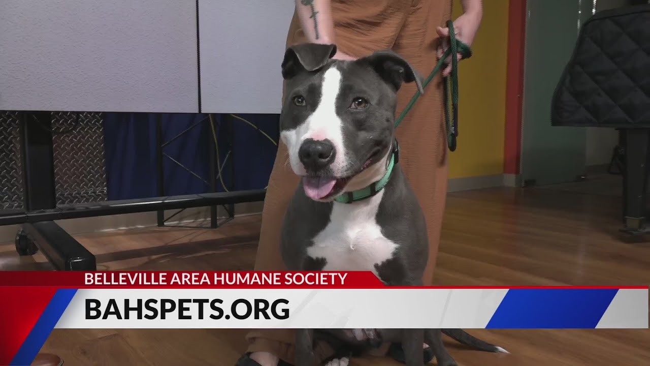 Adopt Pixie the dog - YouTube