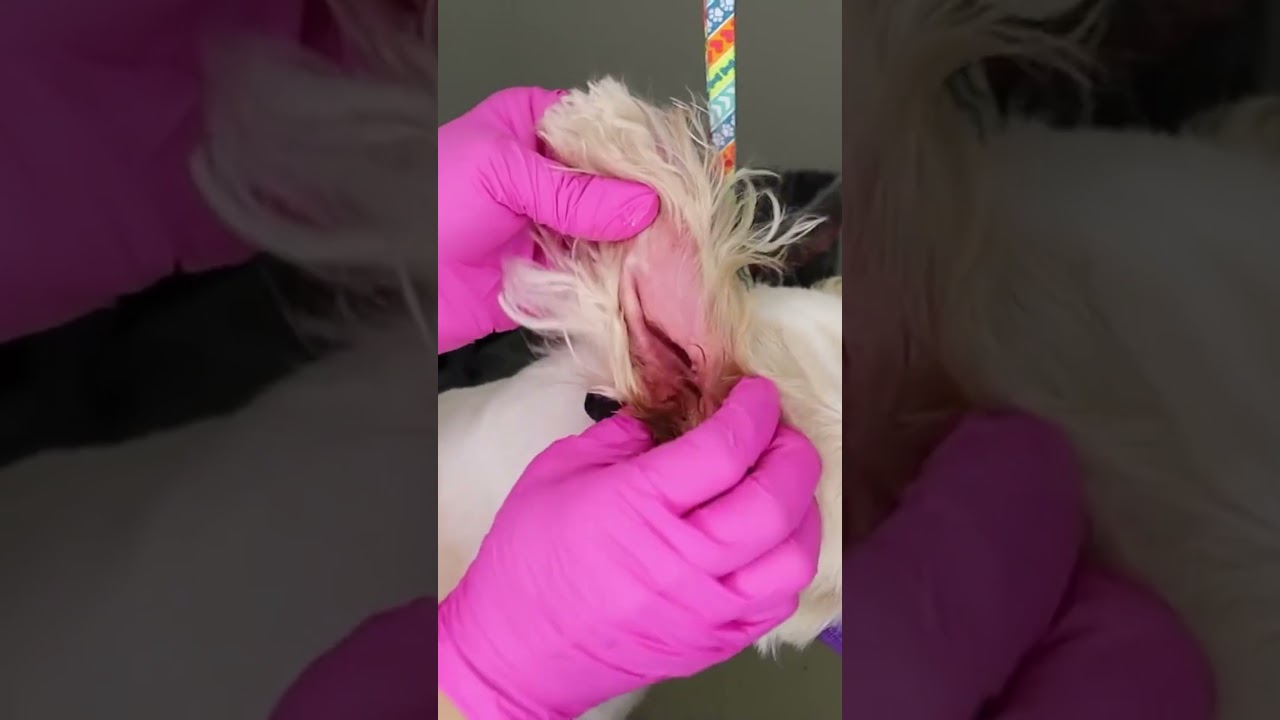 What do you do if you can't afford to see a Doctor for Dog Ear Cleaning?!?! Comment Below #cleanears