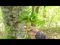 【ブナ林で山菜採り】コシアブラとハリギリとユキザサと