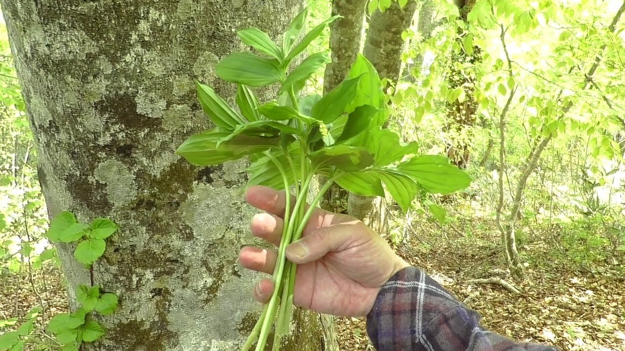 【ブナ林で山菜採り】コシアブラとハリギリとユキザサと