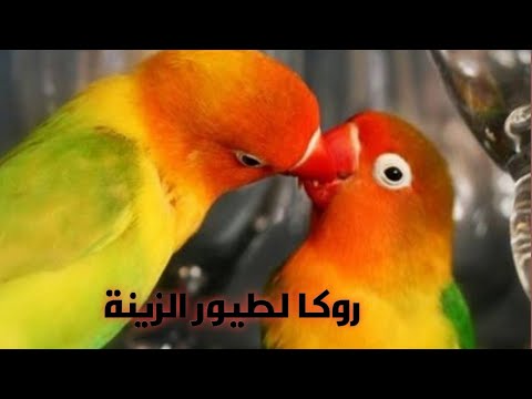 شاب كوكتيل لاتينى عين حمرا