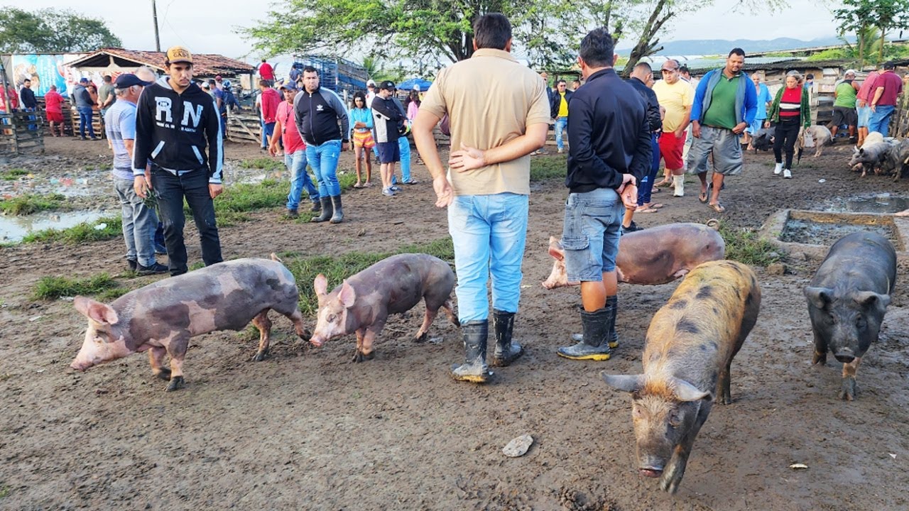 SU NOS DE 120 REAIS EM CARUARU PE AL M DE CAPRINOS E OVINOS 16 07 2024 su-nos-de-120-reais-em-caruaru-pe-al-m-de-caprinos-e-ovinos-16-07-2024