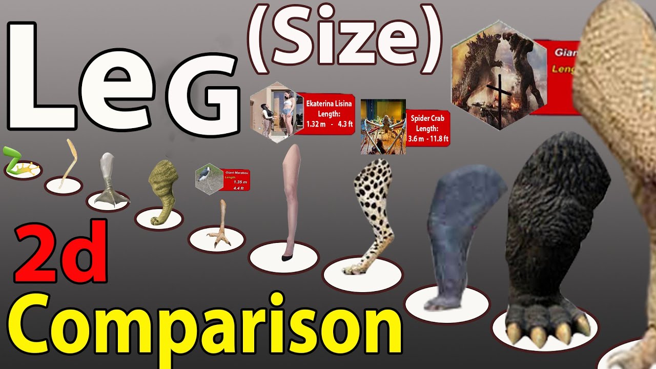 Leg Size Comparison in 2023 Animal Leg size 2023 leg Fictional size