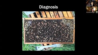 European Foulbrood Office Hours Webinar by Michigan State University Beekeeping 1,190 views 6 months ago 1 hour, 24 minutes