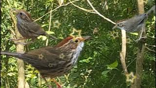 tiếng chuối tiêu gọi đàn mới nhất dùng bẫy vào cực nhanh.suab noog coob de cuab tuaj zoo heev