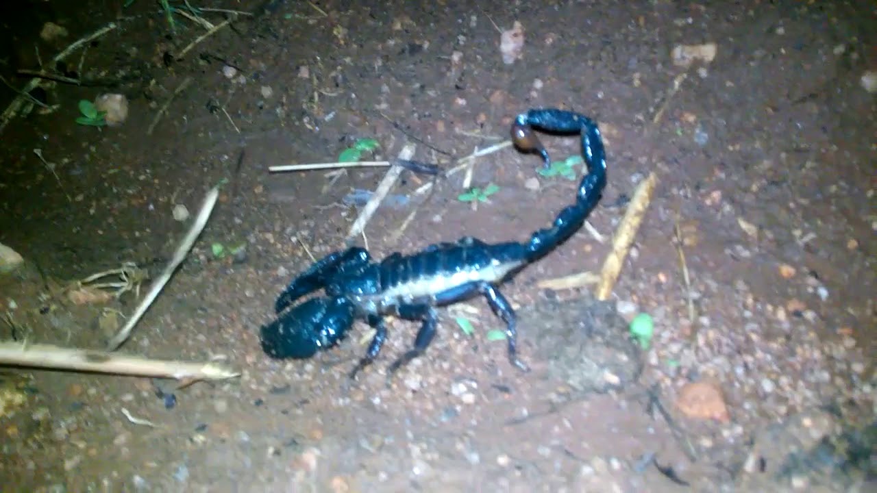 Scorpion's night out after raining insects picture