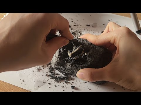 🌙다소 과격한 <strong>공룡</strong> <strong>화석</strong> <strong>발굴</strong> 키트 ASMR 🦕🦴