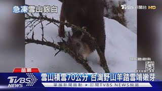 雪山積雪70公分台灣野山羊踏雪啃嫩芽｜TVBS新聞 