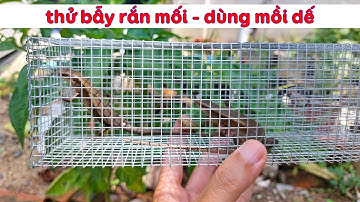 Thử đặt bẫy rắn mối mẫu mới bằng mồi dế