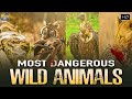 यह है कुछ ऐसे खतरनाक जानवर जिनसे आप हमेशा बच के रेहना | Dangerous Wild Animal | Wild Documentary