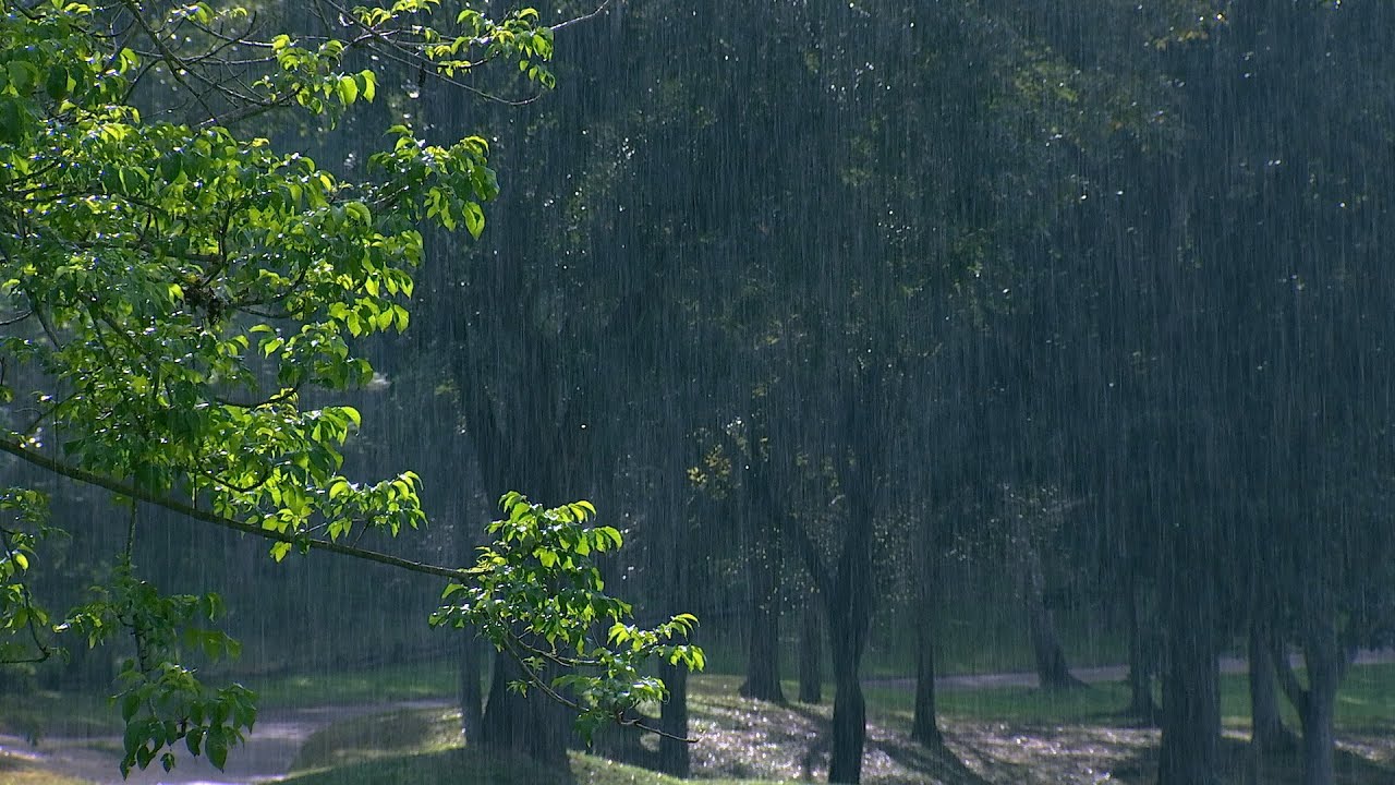 Heavy Rain in the Park - Soothing Rain to Relax, Meditation, Focus
