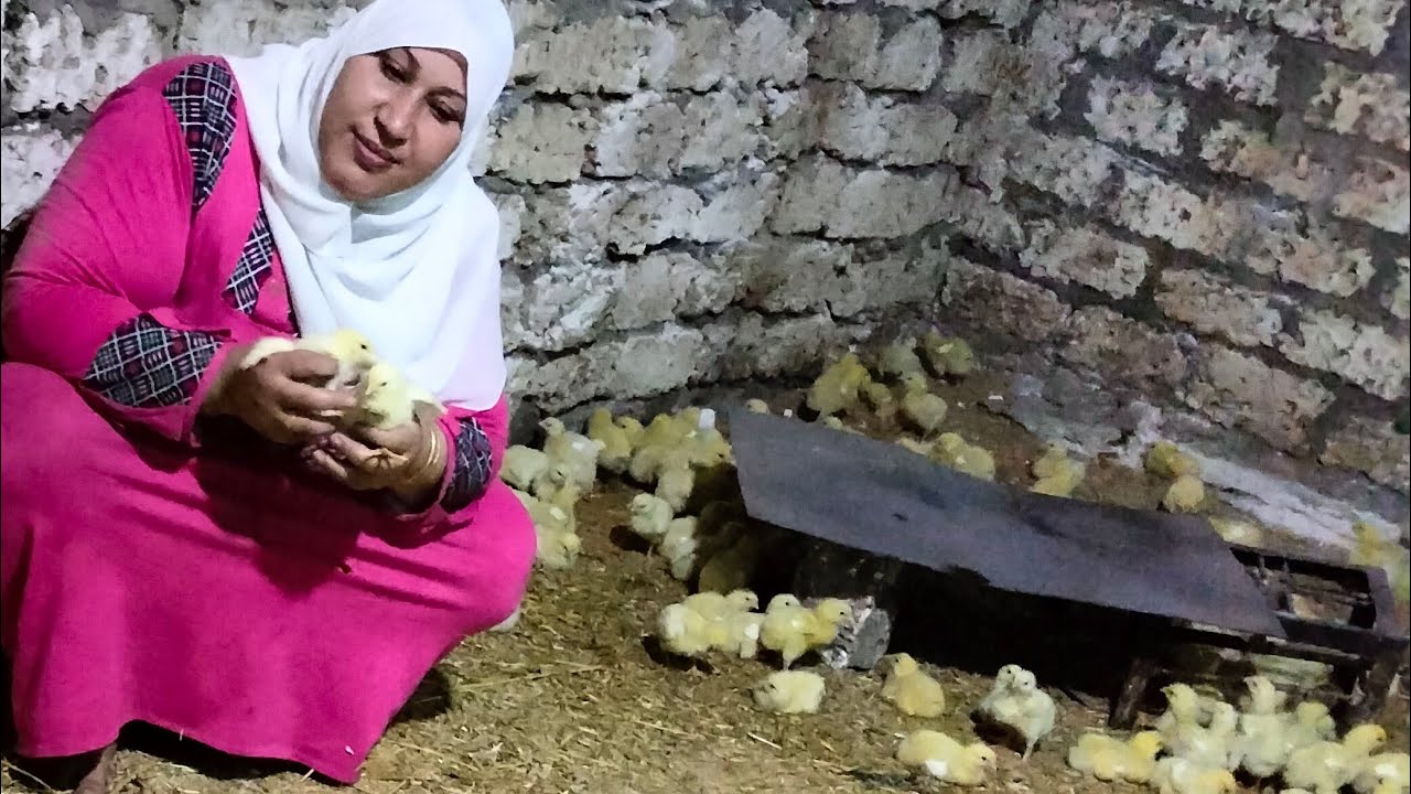 اليوم التالت في دورة الفراخ البيضاء التحصين الصح وازاى الفراخ تشيل معاكى أعلى وزن