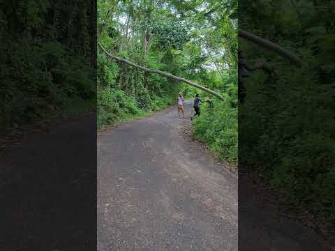 BERYL ROAD CLEARING IN THE HILLS