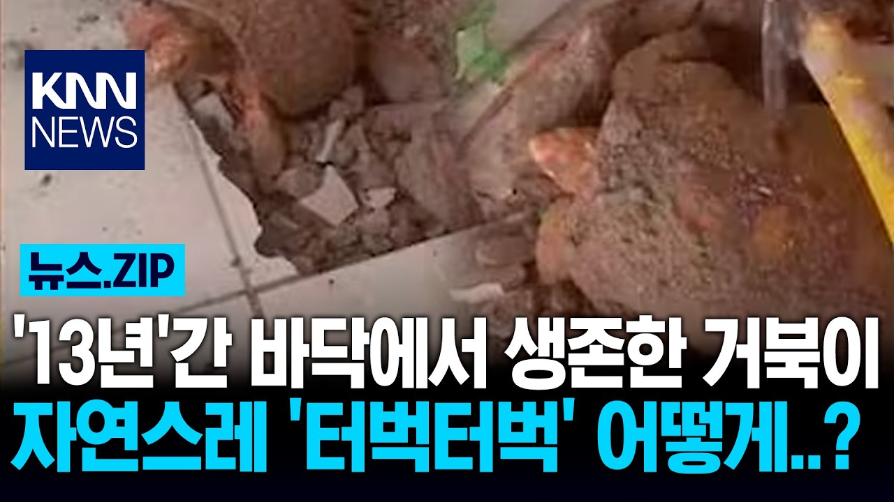 '13년'간 바닥에서 생존한 거북이 자연스레 '터벅터벅' 어떻게..? / KNN