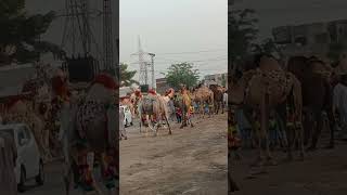 Allah k Qurban jeo Qurbani Ah gi ha Ajeo Sub like karo full support karo share karo