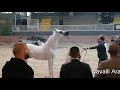 Arval argenti valenza alla premiazione dei cavalli arabi straight egyptian world championship