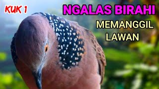 Derkuku Jawa KUK 1 super gacor suara merdu tajam‼️paling manjur buat pancingan derkuku malas bunyi.
