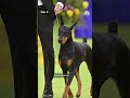 A Doberman pinscher named Penny won the top prize at the Westminster Dog Show