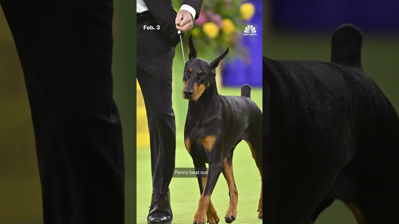 A Doberman pinscher named Penny won the top prize at the Westminster Dog Show