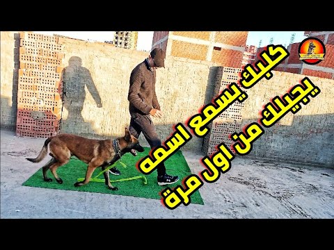 تدريب الكلب على اسمه بدون مكافأة كلب كبير او صغير Training The Dog On His Name حلقه ١