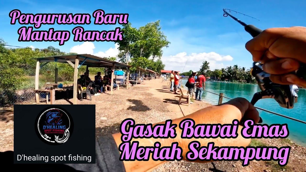 Mancing Kolam D'Healing Pertama Kali Masuk Gasak Bawai Emas Reyuh Sekampung s449
