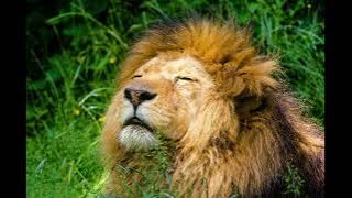 Lion Of Juda(Amapiano Remix)