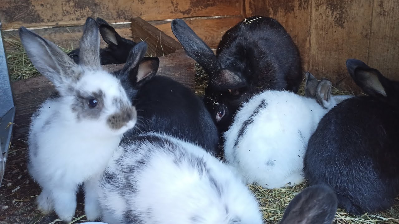 В ЯКОМУ ВІЦІ ПОКРИВАТИ КРОЛИЦЬ? ЧИ РОЗВОДИТИ КРОЛІВ ВЗИМКУ? МОЇ КРОЛІ ДО 24 ЛЮТОГО 22РОКУ!